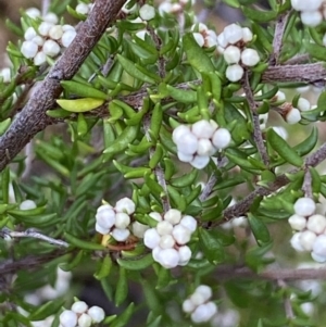 Cryptandra amara at Jerrabomberra, NSW - 23 Apr 2022