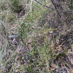 Cryptandra amara at Jerrabomberra, NSW - 23 Apr 2022