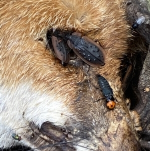 Creophilus erythrocephalus at Jerrabomberra, NSW - 23 Apr 2022