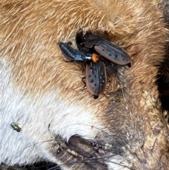 Creophilus erythrocephalus at Jerrabomberra, NSW - 23 Apr 2022 01:04 PM