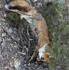 Vulpes vulpes (Red Fox) at Jerrabomberra, NSW - 23 Apr 2022 by SteveBorkowskis