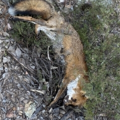 Vulpes vulpes (Red Fox) at Jerrabomberra, NSW - 23 Apr 2022 by Steve_Bok