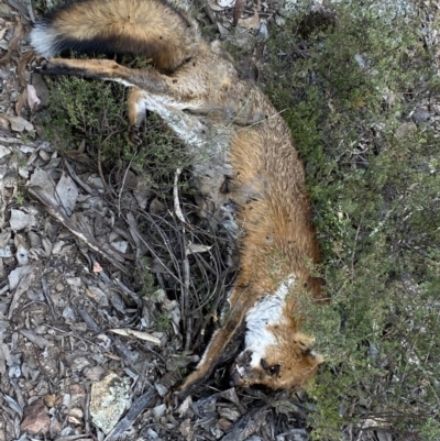 Vulpes vulpes (Red Fox) at Jerrabomberra, NSW - 23 Apr 2022 by Steve_Bok