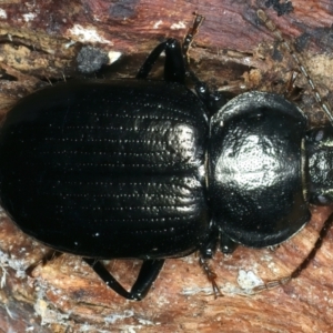 Adelium subdepressum at Paddys River, ACT - 5 Apr 2022 01:13 PM