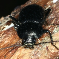 Adelium subdepressum at Paddys River, ACT - 5 Apr 2022 01:13 PM