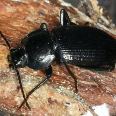 Adelium subdepressum at Paddys River, ACT - 5 Apr 2022 01:13 PM