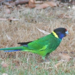 Barnardius zonarius (Australian Ringneck) at Quinninup, WA - 17 Mar 2007 by Harrisi