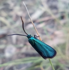 Pollanisus viridipulverulenta (Satin-green Forester) at Acton, ACT - 9 Apr 2022 by MatthewFoster