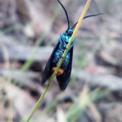 Pollanisus viridipulverulenta at Acton, ACT - 9 Apr 2022