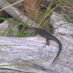 Pseudemoia entrecasteauxii (Woodland Tussock-skink) at Cotter River, ACT - 23 Apr 2022 by MatthewFrawley