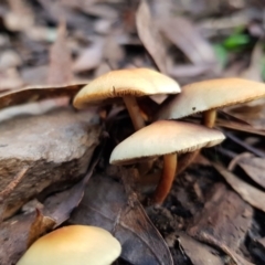 zz agaric (stem; gills not white/cream) at Cotter River, ACT - 22 Apr 2022 by MatthewFrawley