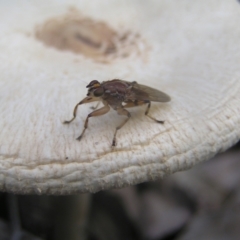 Tapeigaster sp. (genus) (Fungus fly, Heteromyzid fly) at Cotter River, ACT - 23 Apr 2022 by MatthewFrawley