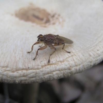 Tapeigaster sp. (genus) (Fungus fly, Heteromyzid fly) at Cotter River, ACT - 23 Apr 2022 by MatthewFrawley