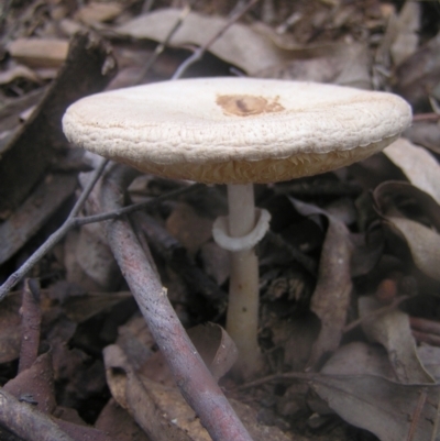 Macrolepiota clelandii (Macrolepiota clelandii) at Namadgi National Park - 23 Apr 2022 by MatthewFrawley