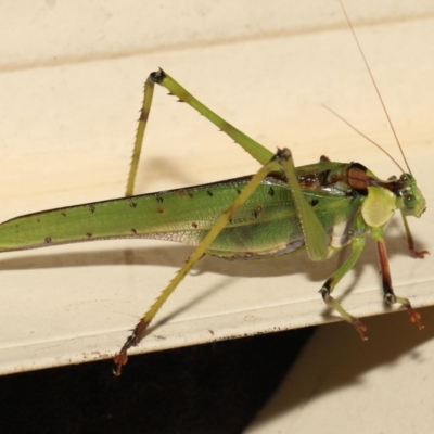 Ephippitytha trigintiduoguttata (Complex) (32-Spotted Katydids (E. froggatti, maculata & trigintiduoguttata)) at Wellington Point, QLD - 7 Apr 2022 by TimL
