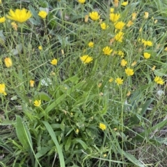 Crepis capillaris (Smooth Hawksbeard) at Wanniassa Hills Open Space - 16 Apr 2022 by jksmits