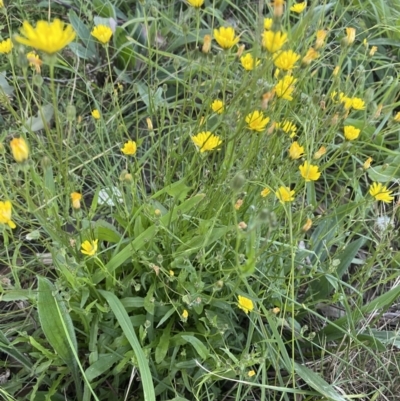 Crepis capillaris (Smooth Hawksbeard) at Wanniassa Hills Open Space - 16 Apr 2022 by jksmits