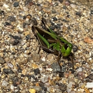 Caledia captiva at Rendezvous Creek, ACT - 23 Apr 2022 12:58 PM