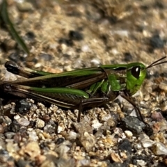 Caledia captiva at Rendezvous Creek, ACT - 23 Apr 2022 12:58 PM