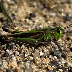 Caledia captiva at Rendezvous Creek, ACT - 23 Apr 2022 12:58 PM