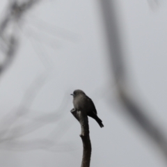 Artamus cyanopterus (Dusky Woodswallow) at Rendezvous Creek, ACT - 23 Apr 2022 by JimL