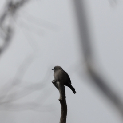 Artamus cyanopterus (Dusky Woodswallow) at Namadgi National Park - 23 Apr 2022 by JimL