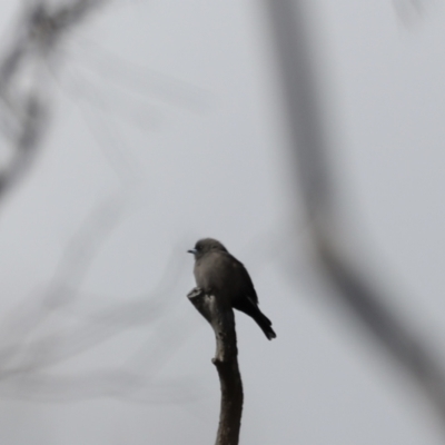 Artamus cyanopterus cyanopterus (Dusky Woodswallow) at Rendezvous Creek, ACT - 23 Apr 2022 by JimL