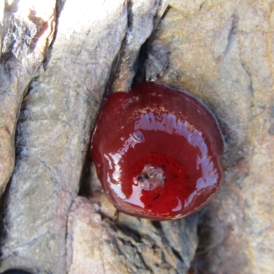 Actinia tenebrosa (Red Waratah Anemone) at Guerilla Bay, NSW - 20 Dec 2021 by Birdy