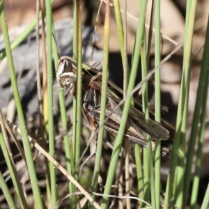 Caledia captiva at Rendezvous Creek, ACT - 23 Apr 2022