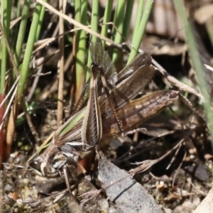 Caledia captiva at Rendezvous Creek, ACT - 23 Apr 2022 12:26 PM