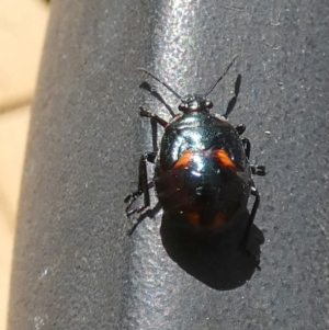 Scutelleridae (family) at Queanbeyan, NSW - suppressed