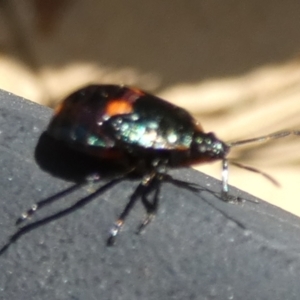 Scutelleridae (family) at Queanbeyan, NSW - suppressed