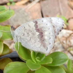 Junonia villida at Queanbeyan, NSW - suppressed