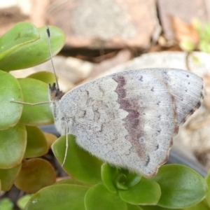 Junonia villida at Queanbeyan, NSW - suppressed
