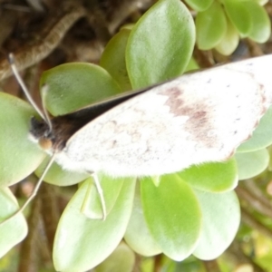 Junonia villida at Queanbeyan, NSW - suppressed