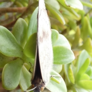 Junonia villida at Queanbeyan, NSW - suppressed