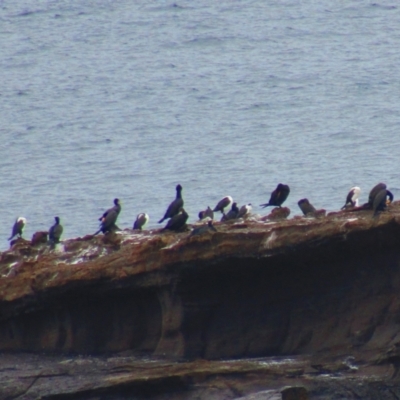 Phalacrocorax varius (Pied Cormorant) at South Durras, NSW - 22 Dec 2021 by Amata