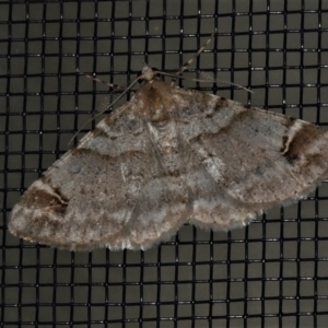 Syneora hemeropa at Wanniassa, ACT - 23 Apr 2022 09:53 PM