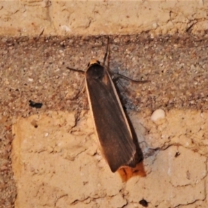 Palaeosia undescribed species at Wanniassa, ACT - 23 Apr 2022 10:47 PM