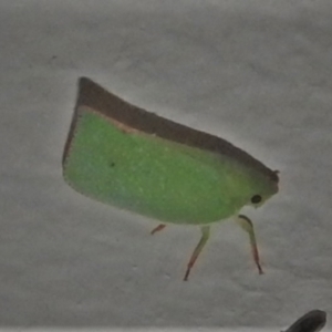 Siphanta acuta at Wanniassa, ACT - 21 Apr 2022