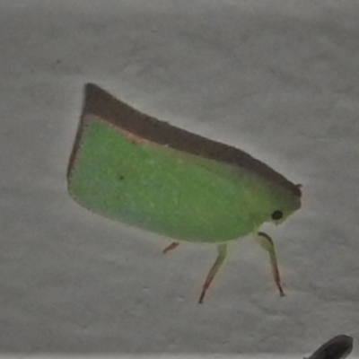 Siphanta acuta (Green planthopper, Torpedo bug) at Wanniassa, ACT - 21 Apr 2022 by JohnBundock