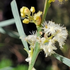 Acacia suaveolens (Sweet Wattle) at Hazelbrook, NSW - 24 Apr 2022 by trevorpreston