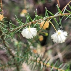 Acacia ulicifolia (Prickly Moses) at Hazelbrook, NSW - 24 Apr 2022 by trevorpreston