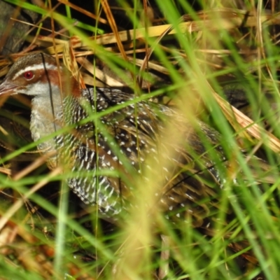Gallirallus philippensis (Buff-banded Rail) at Watson, ACT - 21 Apr 2022 by BenW