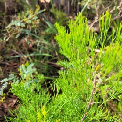 Isopogon anethifolius at Hazelbrook, NSW - 24 Apr 2022 by trevorpreston