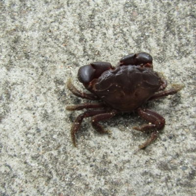 Unidentified Crab at Malua Bay, NSW - 19 Dec 2021 by Birdy