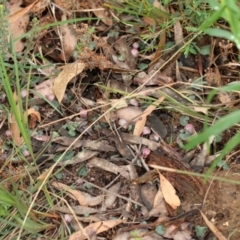 Corybas aconitiflorus (Spurred Helmet Orchid) at Mittagong, NSW - 24 Apr 2022 by Snowflake