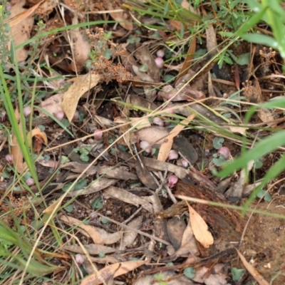 Corybas aconitiflorus (Spurred Helmet Orchid) at Mittagong, NSW - 24 Apr 2022 by Snowflake