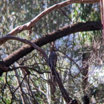 Anthochaera carunculata (Red Wattlebird) at Thurgoona, NSW - 24 Apr 2022 by Darcy