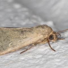 Heliocheilus moribunda (A Noctuid moth) at Melba, ACT - 17 Mar 2022 by kasiaaus